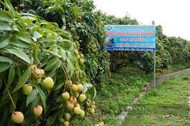 Hơn 300 vùng sản xuất cây ăn quả và rau màu được cấp mã số vùng trồng